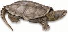 snappingturtle