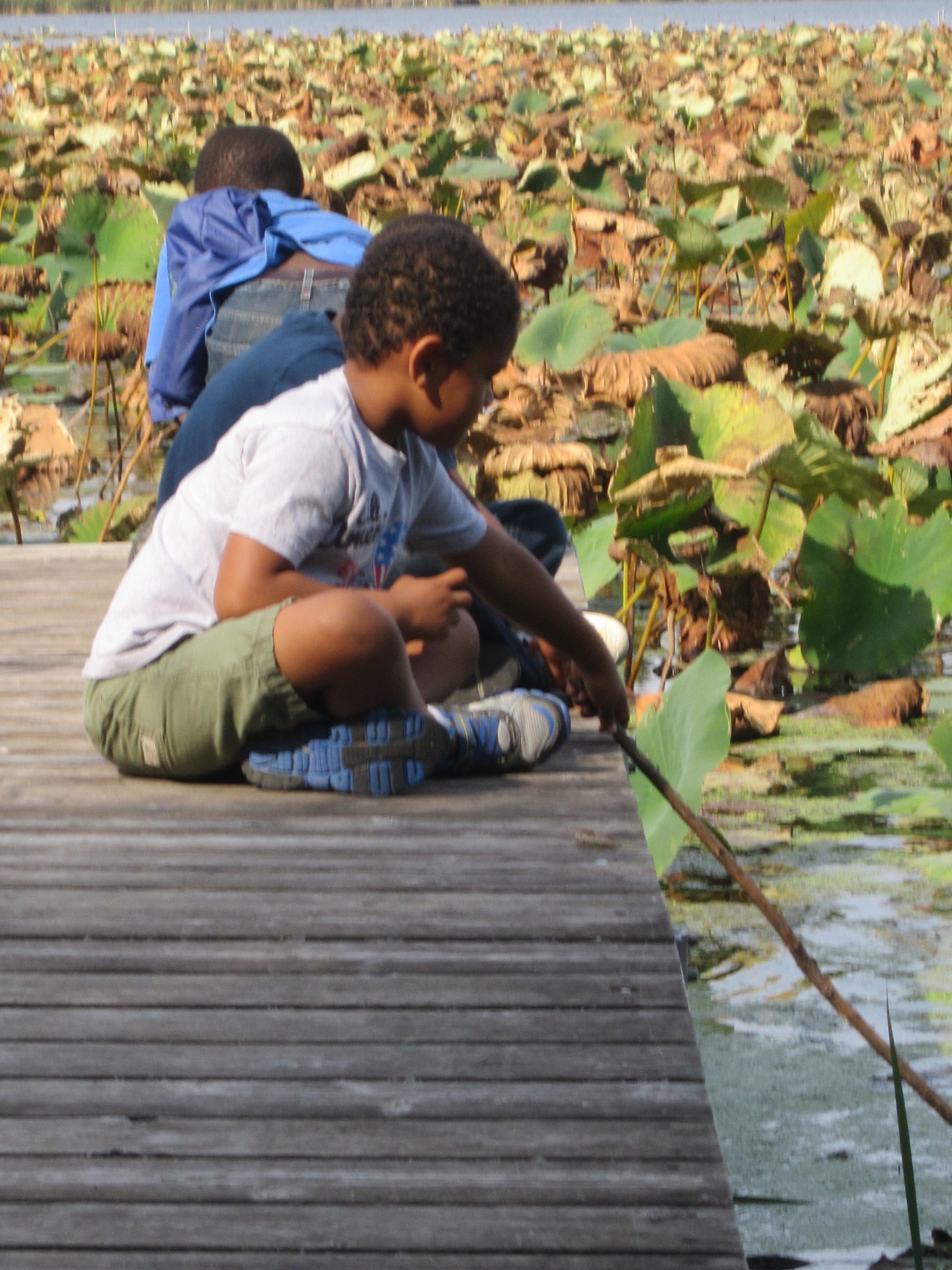 A stir stick to catch a lilly pad. 