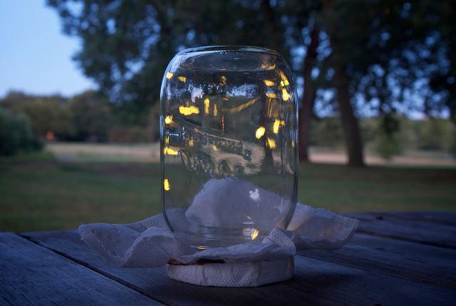 fireflies